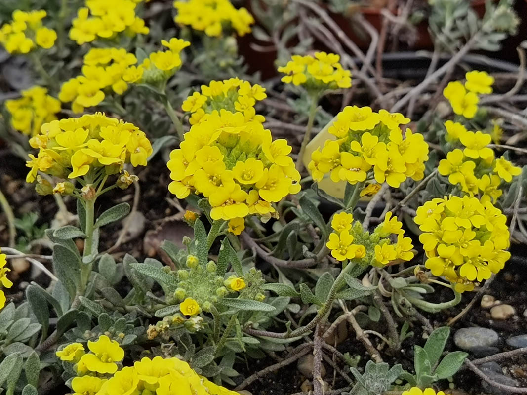Alyssum repens